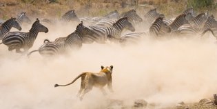 Eine Löwin jagt eine Herde von Zebras durch eine staubige Savanne, während die Tiere in Panik fliehen.