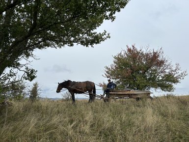 Ein Mann sitzt auf einem Holzwagen, während ein Pferd in der Nähe auf einer Wiese grast, umgeben von Bäumen.