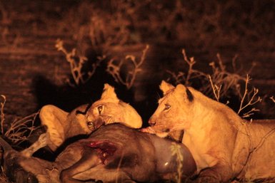 Löwen entdeckt beim Fressen ihrer Beute während einer Nachtsafari – Tansania mit Kindern