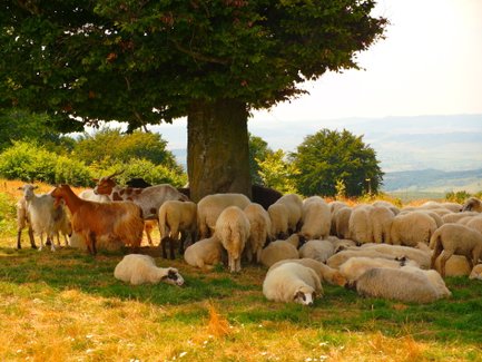 Eine Gruppe von Schafen und Ziegen versammelt sich unter einem großen Baum auf einer grünen Wiese in der Natur.