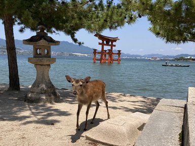 Ein Reh steht am Ufer eines ruhigen Gewässers, umgeben von Bäumen und einem traditionellen Torii.