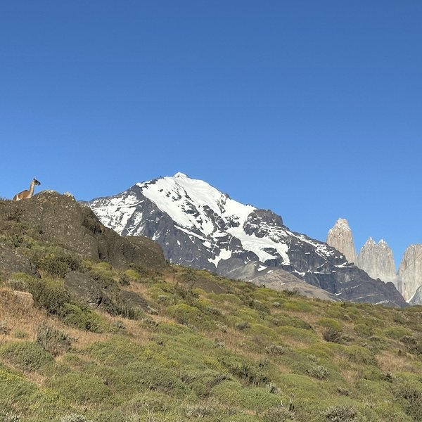 Ein Guanako steht auf einem Felsen, umgeben von grünen Hügeln und schneebedeckten Bergen unter einem klaren blauen Himmel.