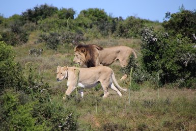 Löwe und Löwin schreiten Seite an Seite durch die grüne Landschaft im Addo Nationalpark – Garden Route mit Kindern