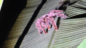 Eine große, behaarte Spinne krabbelt über ein grünes Blatt, während schwaches Licht ihre Textur betont.