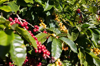 Reife Kaffeekirschen in verschiedenen Farben, umgeben von glänzenden grünen Blättern, unter klarem Himmel.
