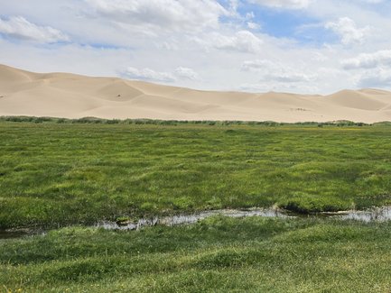 Eine weite, grüne Wiese erstreckt sich vor sanften, goldenen Sanddünen unter einem strahlend blauen Himmel mit Wolken.