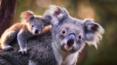 Eine Koala Mama mit ihrem Koala Baby auf den Schultern in Australien