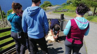 Eine Gruppe von Menschen beobachtet einen Mann, der ein Schaf auf einer malerischen Farm in Irland schert.