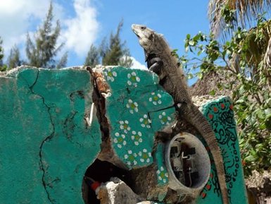 Gemeiner Schwarzleguan auf einem Felsen auf Isla Holbox – Mexiko Familienreise