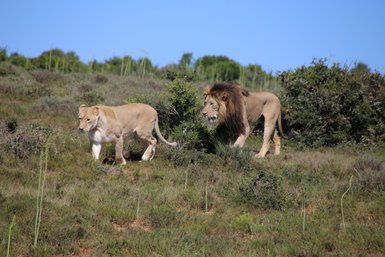 Löwe und Löwin laufen gemeinsam durch die Landschaft im Addo Nationalpark – Garden Route mit Kindern