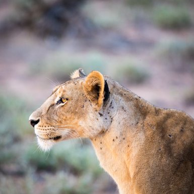 Eine Löwin blickt aufmerksam in die Ferne, ihre goldenen Augen strahlen Entschlossenheit und Wachsamkeit aus.
