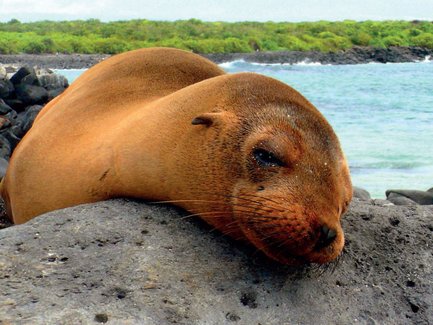 Ein Seelöwe ruht entspannt auf einem großen Felsen, während das ruhige Wasser des Ozeans im Hintergrund schimmert.