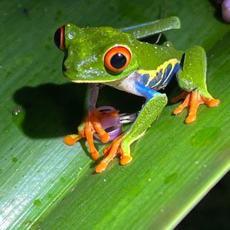 Winziger bunter Frosch im tropischen Regenwald – Costa Rica Familienreise