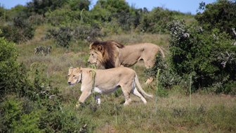 Löwe und Löwin schreiten Seite an Seite durch die grüne Landschaft im Addo Nationalpark – Garden Route mit Kindern