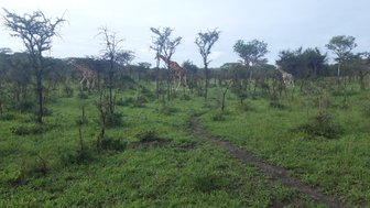 Drei Giraffen stehen in einer grünen Landschaft mit vereinzelten Bäumen und einem schmalen Pfad im Vordergrund.