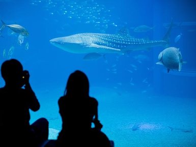 Zwei Personen sitzen am Rand eines Aquariums und beobachten einen majestätischen Walhai, der durch das Wasser schwimmt.