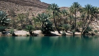 Blick auf Palmen und klares Wasser im Wadi Bani Khalid im Oman – Oman Familienreise