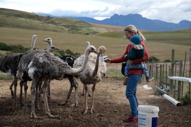 Mutter mit Baby füttert neugierige Strauße auf einer Farm entlang der Garden Route – Garden Route mit Kindern