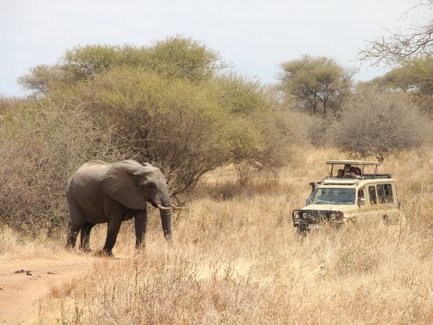 Ein Elefant wandert durch die trockene Savanne, während ein Geländewagen mit Touristen in der Nähe steht.