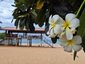 Weiß-gelbe Frangipani-Blüten und Strand - Sri Lanka Summer Family & Teens - Sri Lanka mit Jugendlichen im Sommer