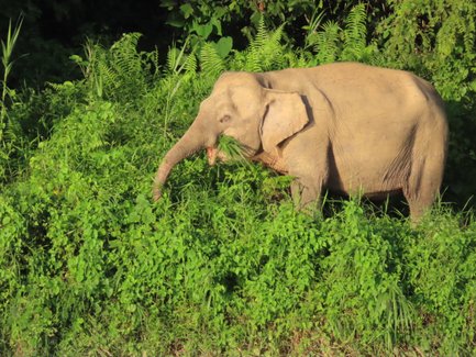 Borneo-Zwergelefant wandert durch das üppige Regenwaldgebiet – Malaysia & Borneo Reise mit Kindern