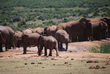 Große Elefantenherde im Addo Nationalpark – Garden Route mit Kindern