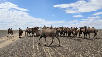 Eine Gruppe von Kamelen steht auf einer trockenen, offenen Fläche unter einem klaren blauen Himmel mit einigen Wolken.