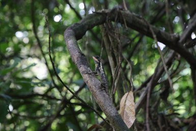 Eine Echse klettert an einem Ast in einem dichten, grünen Dschungel, umgeben von üppigem Laub und Lichtpunkten.