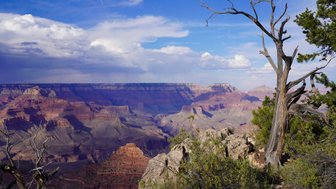 Ein trockener Baumstamm steht am Rand des Grand Canyon, umgeben von beeindruckenden roten Felsen und einem weiten Himmel.