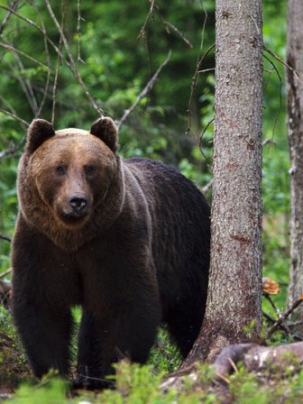 Braunbär im Wald - Estland mit Kindern