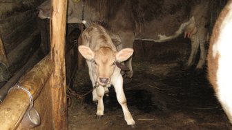 Ein Kalb steht in einem Stall, mit einem neugierigen Blick und einer Kette um den Hals, während eine Kuh im Hintergrund sichtbar ist.