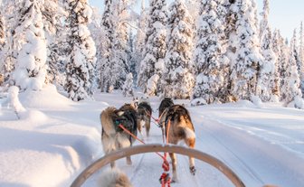 Eine Hundeschlittenfahrt durch eine verschneite Winterlandschaft mit hohen, schneebedeckten Bäumen im Hintergrund.