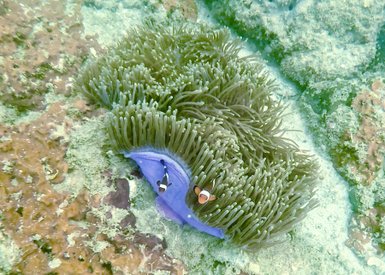 Bunte Korallen und Meereslebewesen in der Unterwasserwelt rund um Langkawi – Malaysia & Borneo Familienreise