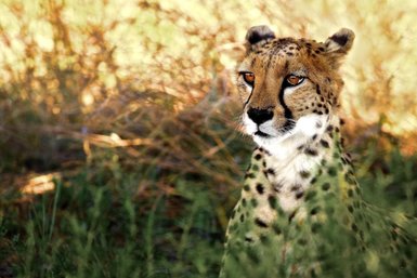 Ein Leopard beobachtet aufmerksam die Umgebung - Namibia mit Jugendlichen