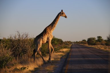 Eine Giraffe überquert ruhig eine staubige Straße - Namibia Rundreise mit Kindern
