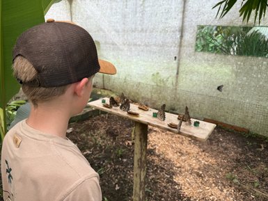Ein Junge mit einer Kappe beobachtet fasziniert eine Gruppe von Schmetterlingen auf einem Tisch im Schmetterlingsgarten.