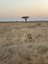 Löwenentdeckung auf Safari - Kenia for family individuell - Kenia mit Kindern