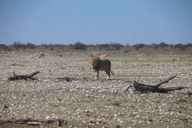 Ein Löwe läuft ruhig durch die Landschaft, währenddessen Springböcke im Hintergrund grasen - Namibia mit Jugendlichen 