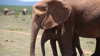 Elefantenmutter und Kalb im Addo Nationalpark – Südafrika mit Kindern