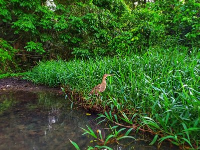 Vogel sitzt am Ufer eines Kanals im Tortuguero Nationalpark – Costa Rica Reise mit Kindern