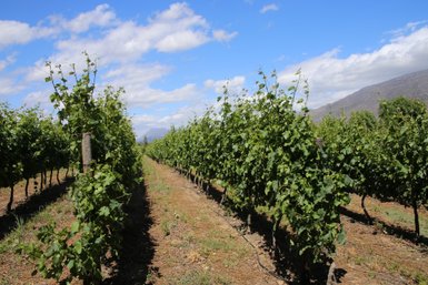 Junge Weinpflanzen auf einem Weingut in Stellenbosch – Südafrika Garden Route mit Kindern