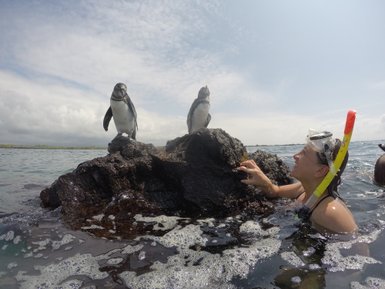 Eine Person mit Schnorchel steht im Wasser und beobachtet neugierig zwei Pinguine auf einem Felsen.