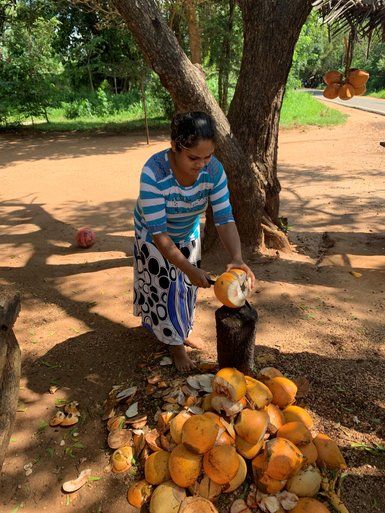 Einheimische Frau öffnet mit einer Machete Kokosnüsse auf der Ritigala Farm – Sri Lanka mit Kindern