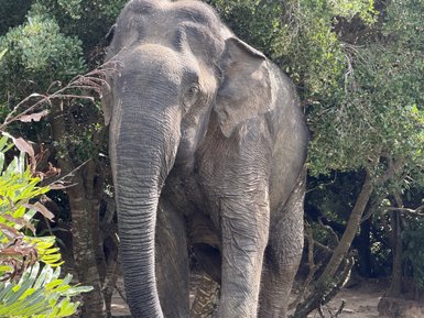 Ein majestätischer Elefant steht zwischen Bäumen, sein großer Körper ist von der Sonne beleuchtet und wirkt beeindruckend.