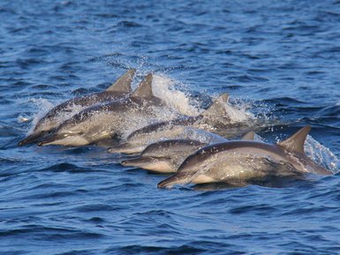 Mehrere Delfine gleiten elegant durch das klare Meer – Sri Lanka mit Kindern