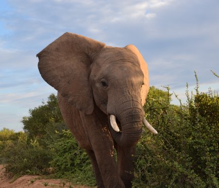 Ein majestätischer Elefant steht in der Natur, umgeben von üppigem Grün und einem klaren Himmel im Hintergrund.