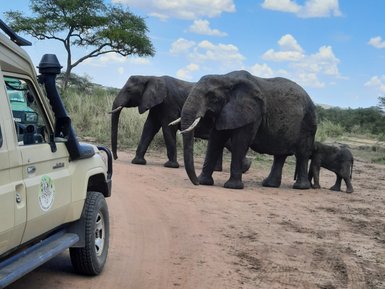 Elefanteneltern mit ihrem Jungtier auf dem Weg im Serengeti-Nationalpark – Tansania Reise mit Kindern