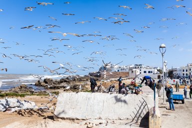 Möwen fliegen entlang der Corniche von Essaouira mit Blick aufs Meer – Marokko Familienreise