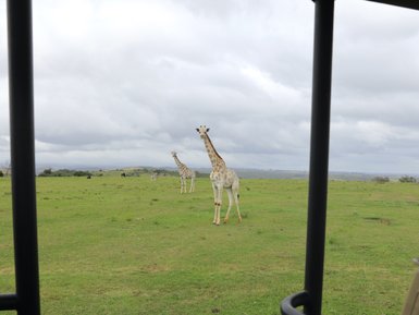 Kleines Kind schaut gespannt vom Safari-Jeep auf eine Giraffe im Botlierskop Private Game Reserve – Garden Route Reise mit Kindern
