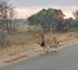Löwe läuft entlang Straße - Südafrika Reise mit Kindern